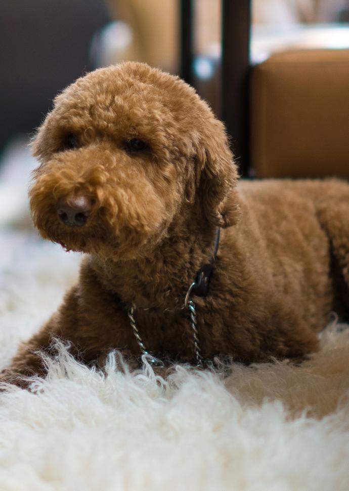 Dog lying on a rug